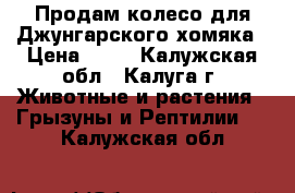 Продам колесо для Джунгарского хомяка › Цена ­ 50 - Калужская обл., Калуга г. Животные и растения » Грызуны и Рептилии   . Калужская обл.